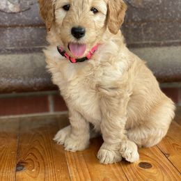 Goldendoodle Puppies from Zink Doodles