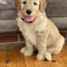 Goldendoodle Puppies from Zink Doodles