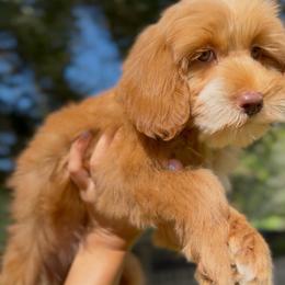 Girl 3 - Caramel red female Australian Labradoodle puppy in Covington, Louisiana from Bayou Doodles