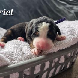 Ariel - Black rust and white female Bernese Mountain Dog puppy in Blackfoot, Idaho from Draper Mountain Doodles