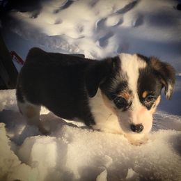 Pembroke Welsh Corgi Puppies from Just My Size Farmstead