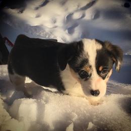 Pembroke Welsh Corgi Puppies from Just My Size Farmstead