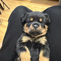 Yellow girl - Black and mahogany female Rottweiler puppy in Fallon, Nevada from Vom Haus Flores