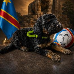 DR Congo - Phantom male Goldendoodle puppy in Houston, Texas from Were The Mack'Doodles