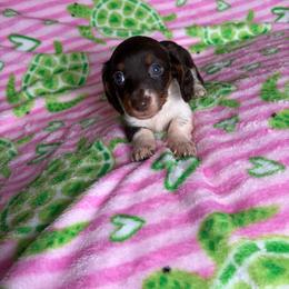 Lillian - Piebald female Dachshund puppy in Lake City, Florida from My Ditzy Doxies of Florida