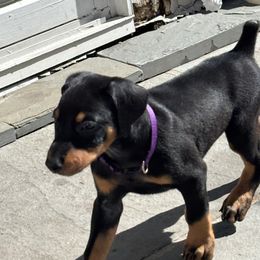 Doberman Pinscher Puppies from Ocean’s Breeze Doberman Pinschers