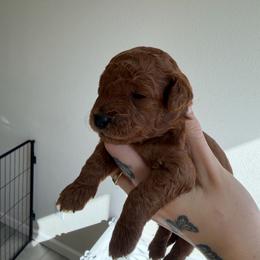 Boy 1 - Red  male Poodle puppy in Grass Valley, California from Cuddle Paws Poodles