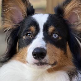 American Corgis and Pembroke Welsh Corgis from Paper Moon Corgis