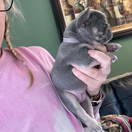 French Bulldog Puppies from Gardner's Corgis & French Bulldogs