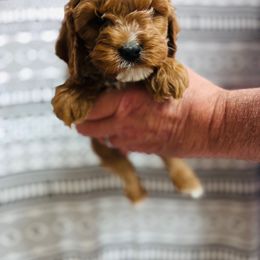 Scone - Red male Cavapoo puppy in Woodleaf, North Carolina from Circle T Ranch K9s