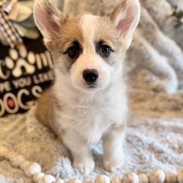 Pembroke Welsh Corgis from Westbrooke Kennels