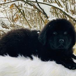 Newfoundland Puppies from Dyer Lake Newfoundland’s