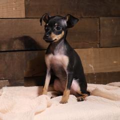 Fanya - Black and tan female Russian Toy puppy in Citrus Heights, California from Domik of love