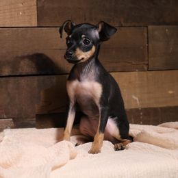 Fanya - Black and tan female Russian Toy puppy in Citrus Heights, California from Domik of love