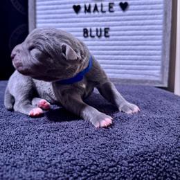 Blue collar - Gray male Cane Corso puppy in Atlanta, Georgia from Brandy Horne