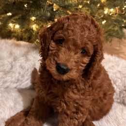Green - Goldendoodle puppy from Oswego Doodles LLC