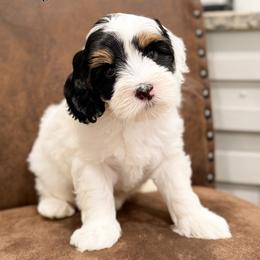 George - Tri-color male Australian Labradoodle puppy in Decatur, Alabama from Southern Meadows Doodles