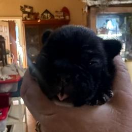 Boy 1 - Brindle male French Bulldog puppy in Cabool, Missouri from Shannon French Bulldogs