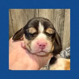 Blue - Black white and tan male Beagle puppy in Viper, Kentucky from Mountain Top