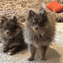 Pomeranian Puppies from Hummingbird & Fox