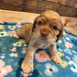 Mint Collar Girl - Buff female Cocker Spaniel puppy in Simms, Texas from Clayton’s Cocker Spaniels