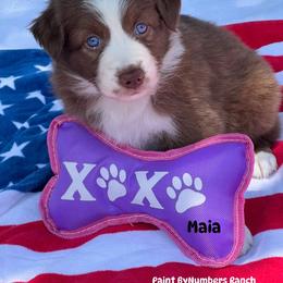 Maia - Red tri-color female Australian Shepherd puppy in Magee, Mississippi from Paint ByNumbers Ranch