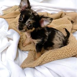 Chihuahua Puppies from Petite Pups LLC