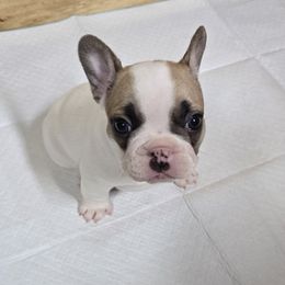 Rusty - French Bulldog puppy from JNS Frenchies