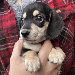 Girl 1 - Black and cream female Dachshund puppy in Casa Grande, Arizona from Short and Sassy Dachshunds of AZ