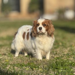 Kiki - Cavalier King Charles Spaniel