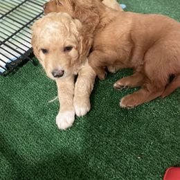 Goldendoodle Puppies from Teddy Grace Doodles