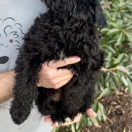 Teddy - Black and white male Aussiedoodle puppy in Stokesdale, North Carolina from His and Hers Poodles and Doodles