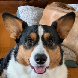Bartlett - Cardigan Welsh Corgi
