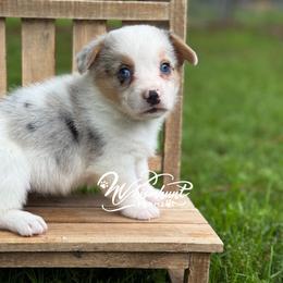 Full Tail 1700 - Blue merle and white female American Corgi puppy in Nashville, Arkansas from Whisenhunt Farms
