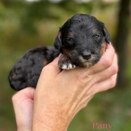 Patty - Phantom female Bernedoodle puppy in Bellville, Ohio from Bernedoodle Buddies