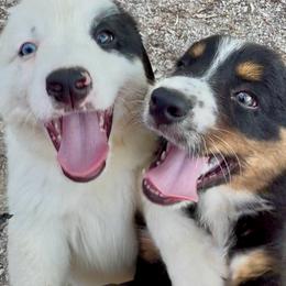 Patch - male Miniature Australian Shepherd puppy in Burkesville, Kentucky from Bline’s Awesome Aussies, Aussiedoodles & Doxies at the Bline Family Farm