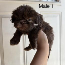 Boy 1 - Chocolate male Shih Tzu puppy in Whittier, California from Shihtzu