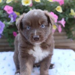 Dobby - Red tri-color male Australian Shepherd puppy in Hillsboro, Ohio from Sugar Grove Farms
