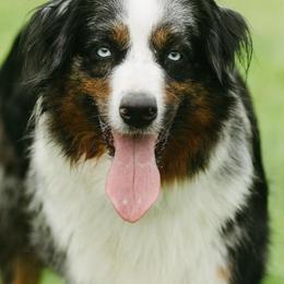 Charlie Black - Australian Shepherd