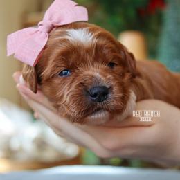Cinema - Red  female Goldendoodle puppy in Salado, Texas from Red Ranch Dogs