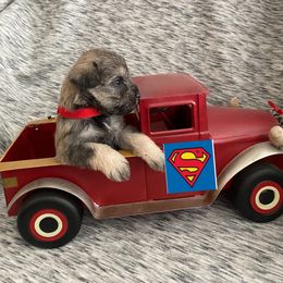 Miniature Schnauzer Puppies from Garrett Livestock & Schnauzers