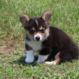 Smiley - Black and tan male American Corgi puppy in Lufkin, Texas from Texas Lil Cowdogs