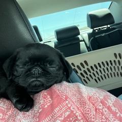 Pug and Shiba Inu Puppies from khshibas-khpugs