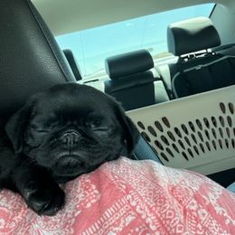 Pug and Shiba Inu Puppies from khshibas-khpugs