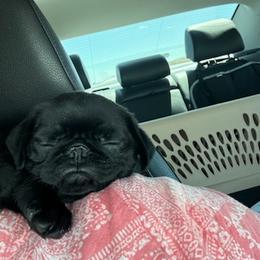 Pug and Shiba Inu Puppies from khshibas-khpugs