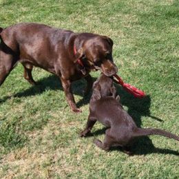 Labrador Retriever Puppies from Rick's Retrievers