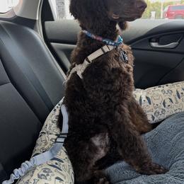 Goldendoodle and Poodle All Grown Up from Stelladoodles & Company
