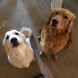 Cockapoos, Cocker Spaniels, and Goldendoodles from MyKy Puppies