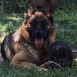 Hanna - German Shepherd