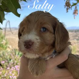 Sycamore Canyon's Salty - Caramel red male Australian Labradoodle puppy in Riverside, California from Sycamore Canyon Labradoodle